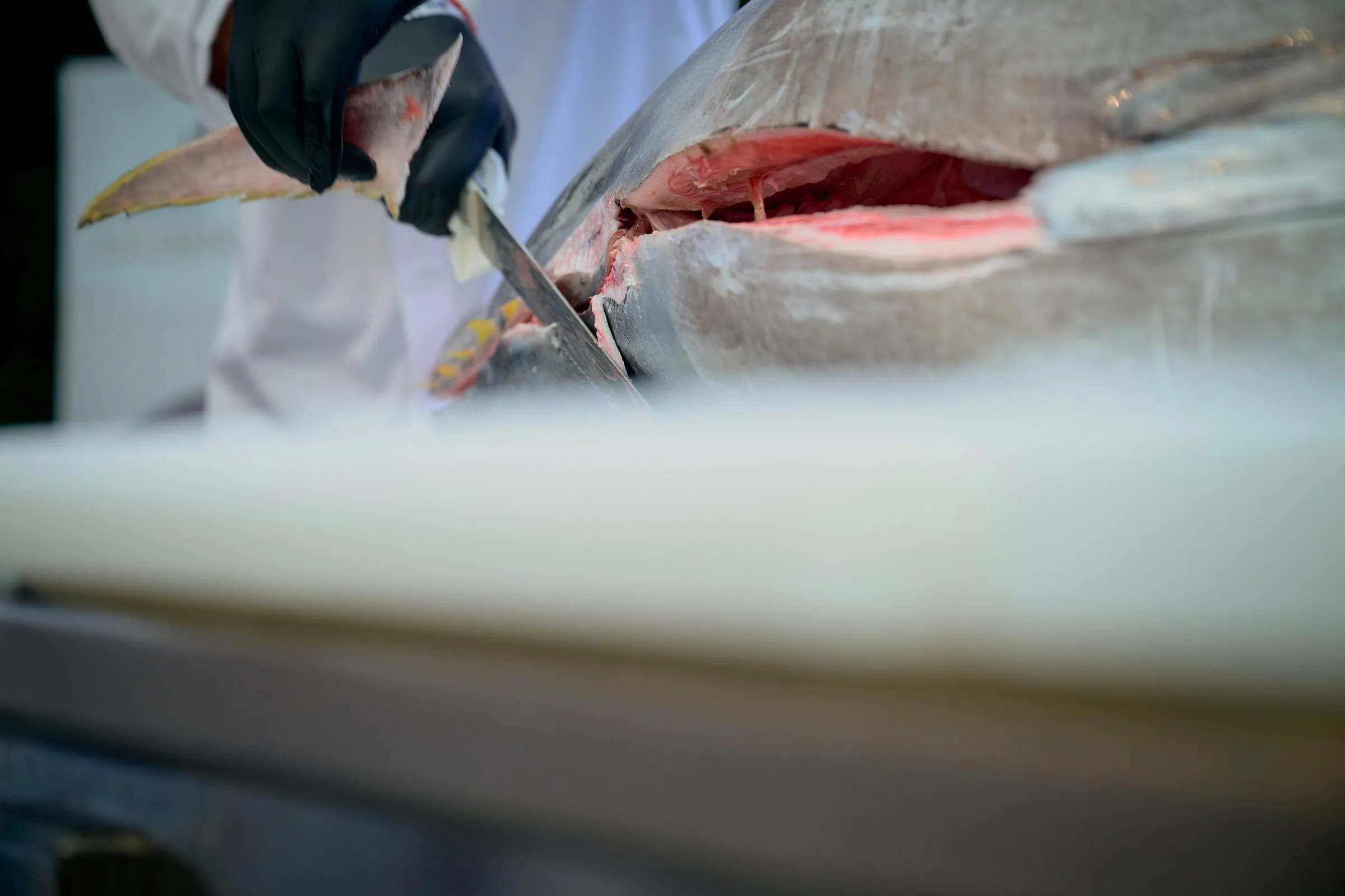 Thunfisch wird zerlegt